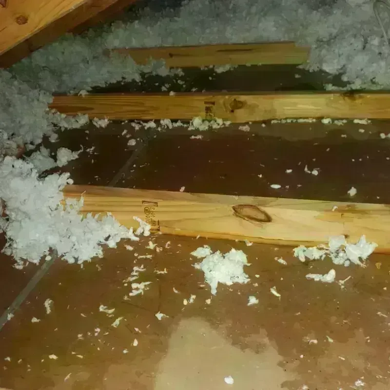 Attic Water Damage in Lockhart, FL